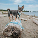 SASSY WOOF Blue Dog Waterproof Leash