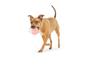 BARK Super Chewer Valentine's Tipsy Rosé Rubber Wine Dog Toy