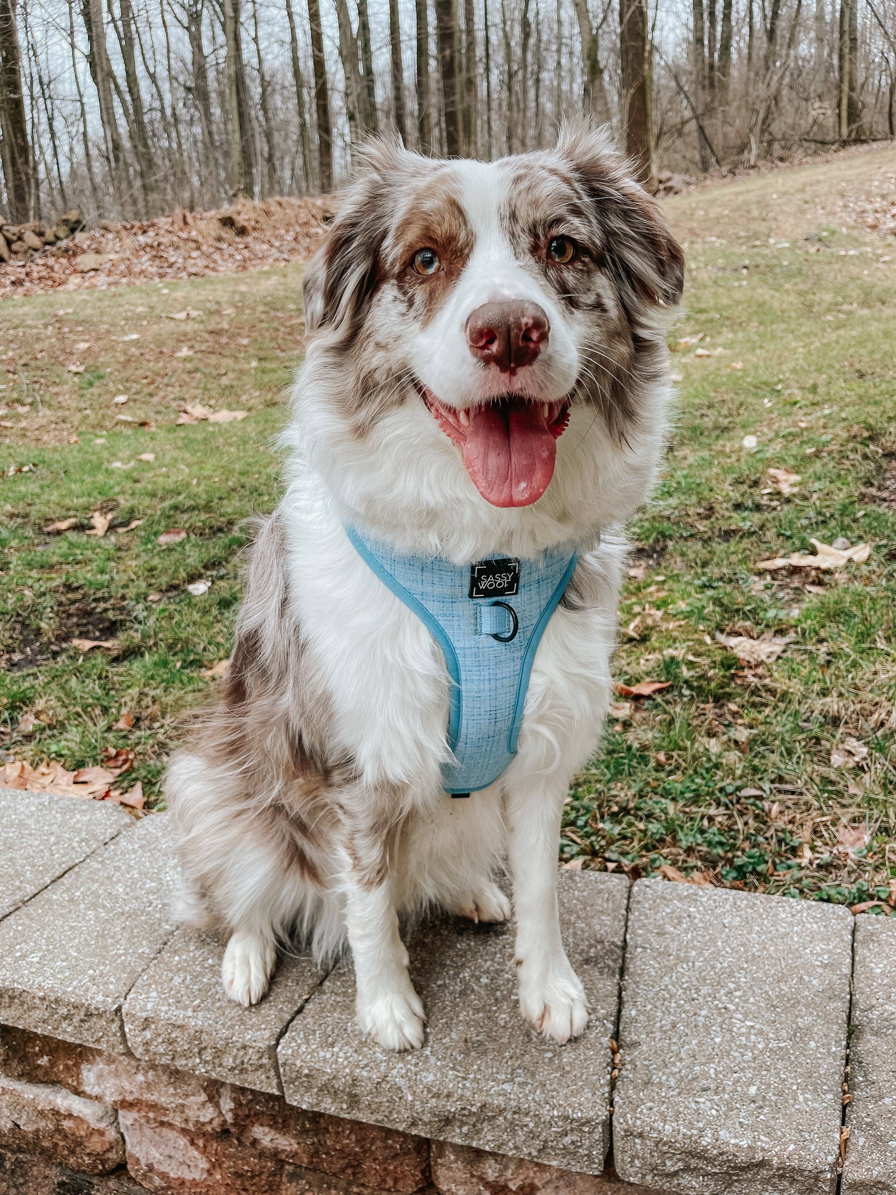 SASSY WOOF Blumond Dog Adjustable Harness