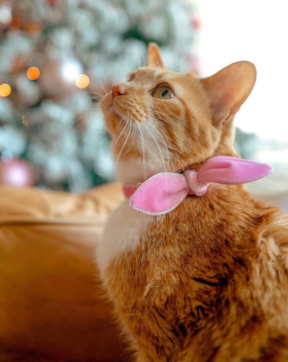 Made By Cleo - "Velvet - Ballet Pink" - Classic Pink Velvet Cat Collar