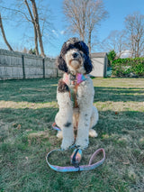 SASSY WOOF The Night Life (Reflective) Dog Adjustable Harness