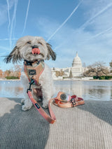 SASSY WOOF The Night Life (Reflective) Dog Adjustable Harness