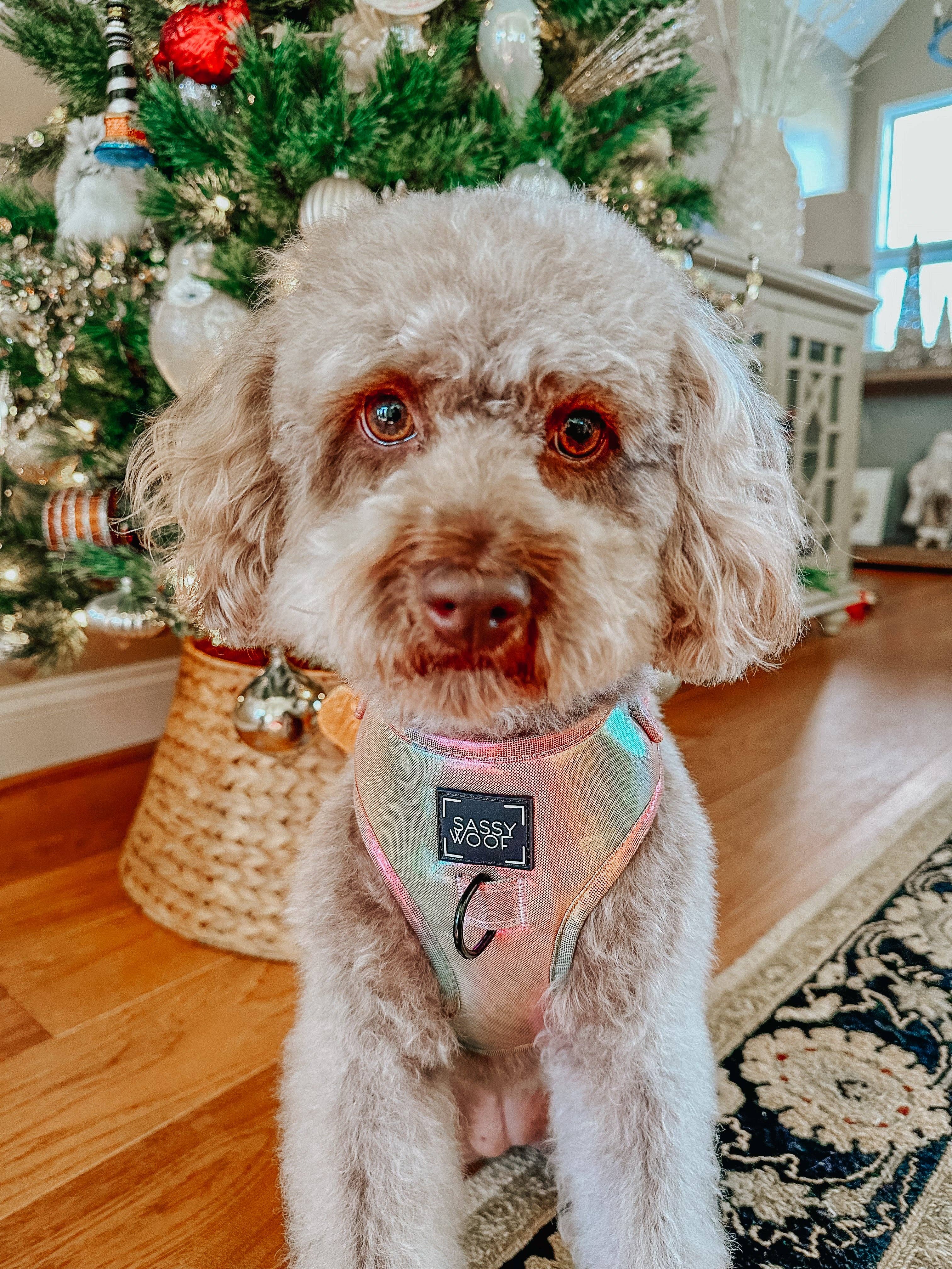 SASSY WOOF The Night Life (Reflective) Dog Adjustable Harness