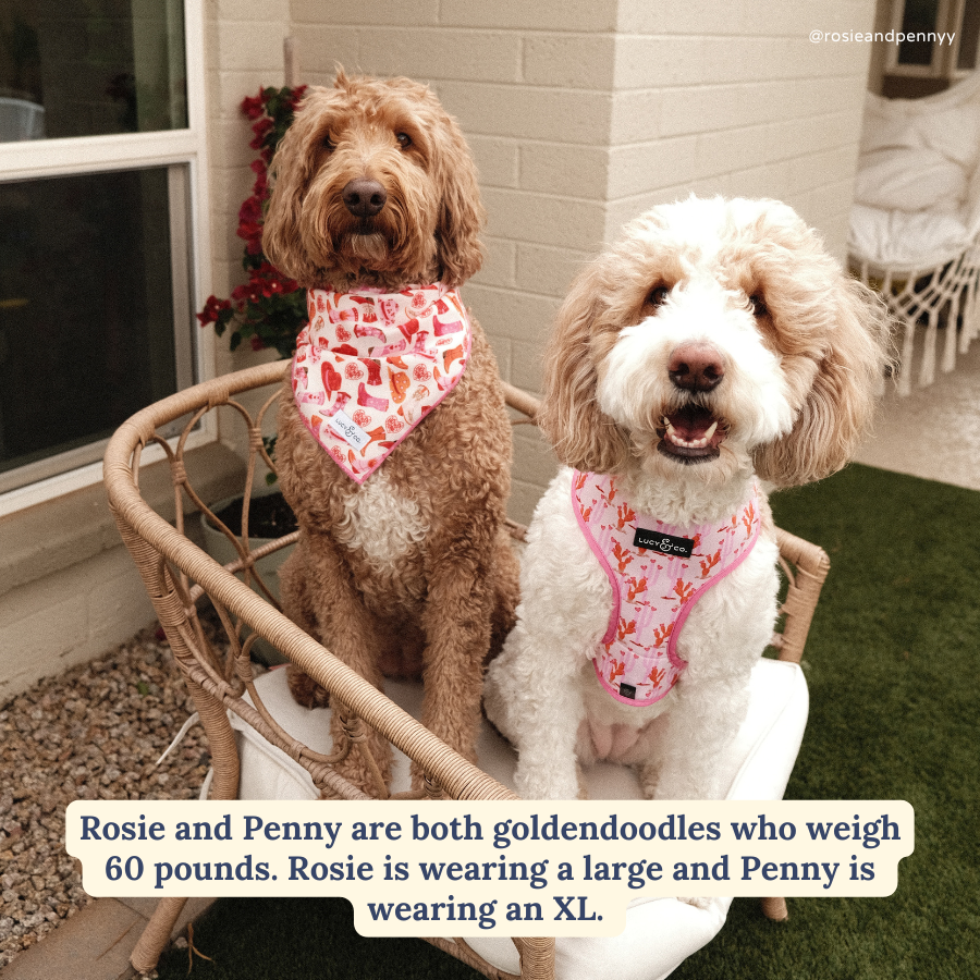 Lucy & Co. Howdy, Honey Reversible Harness