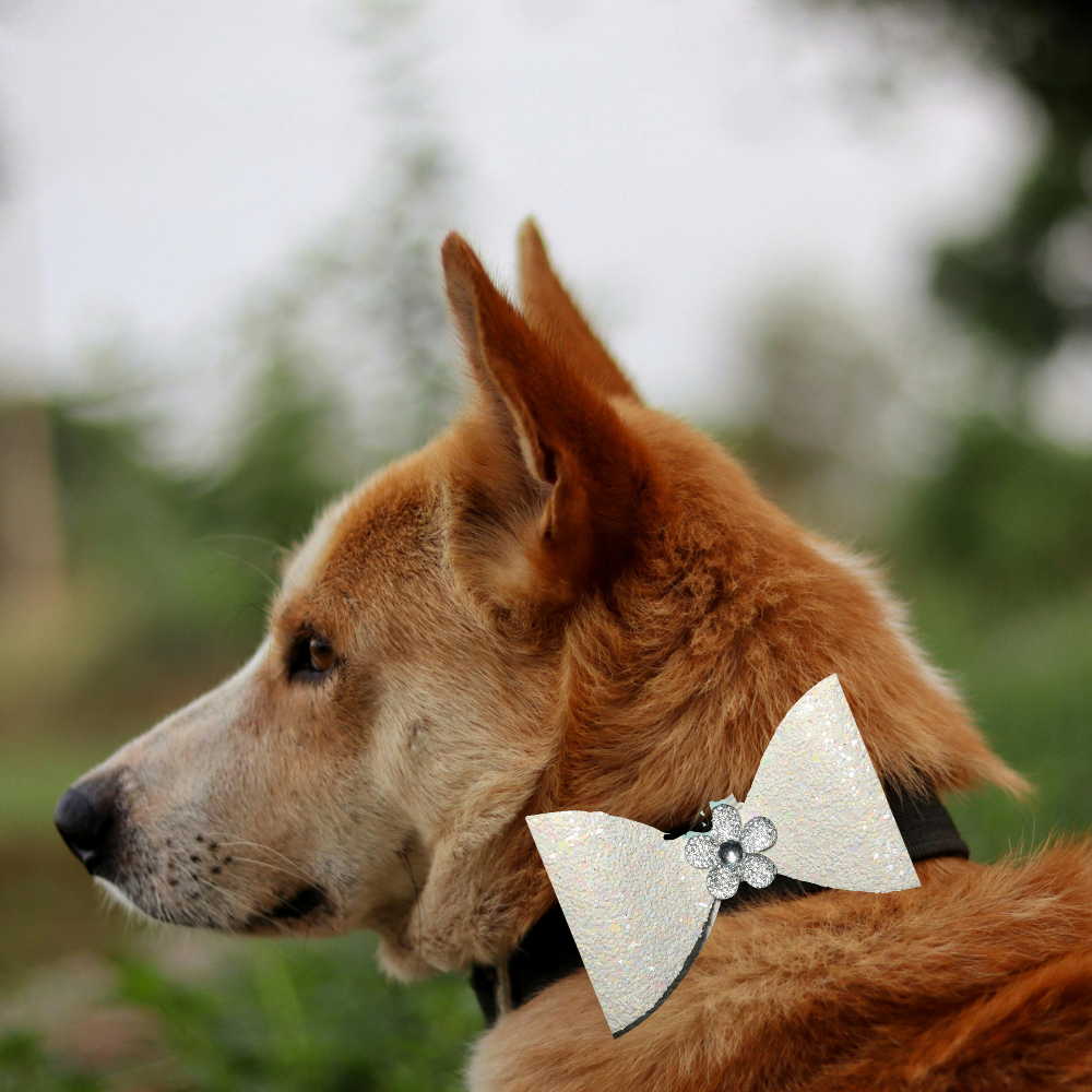 Sparky & Co Black Tie Collar Charm Accessory