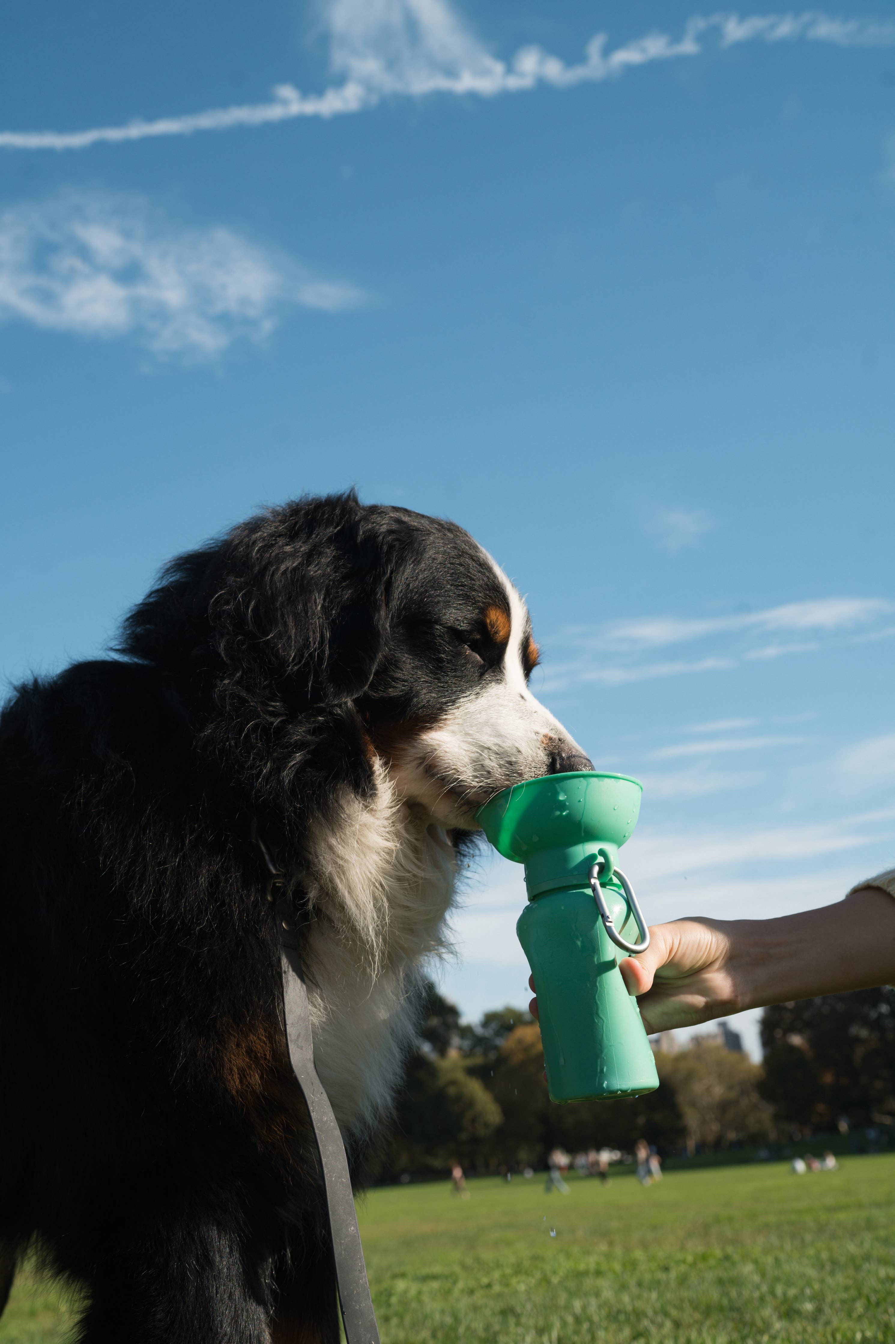 Springer Pets Dog Travel Water Bottle Flip Silicone 20oz