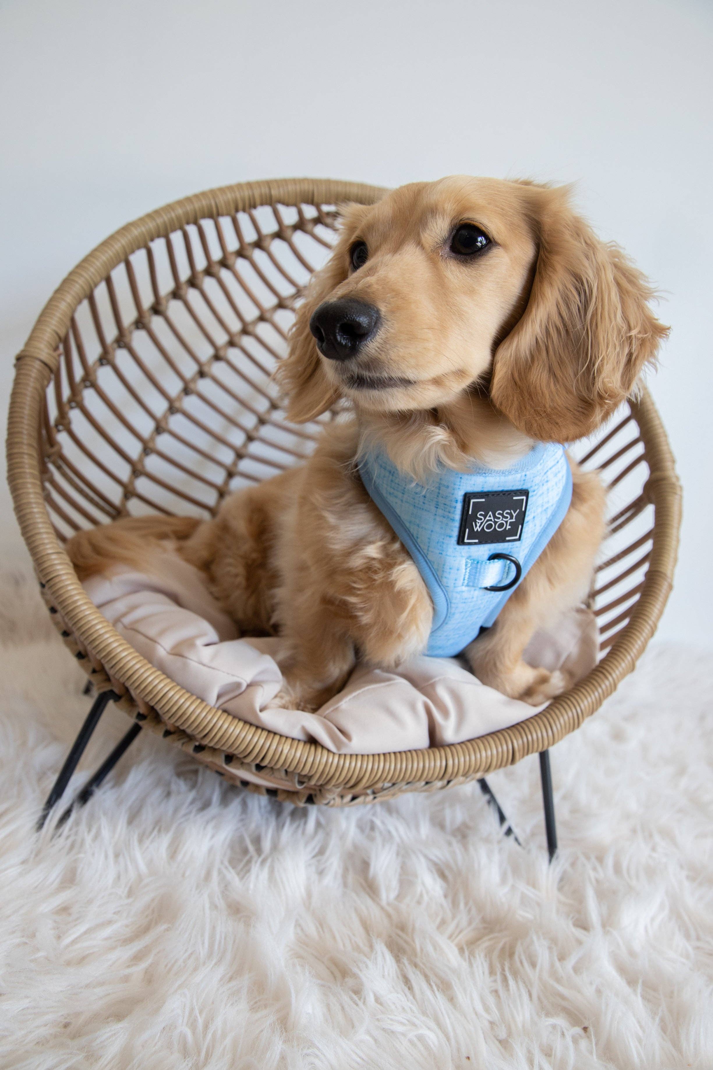 SASSY WOOF Blumond Dog Adjustable Harness