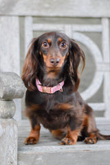 SASSY WOOF Dolce Rose Dog Collar
