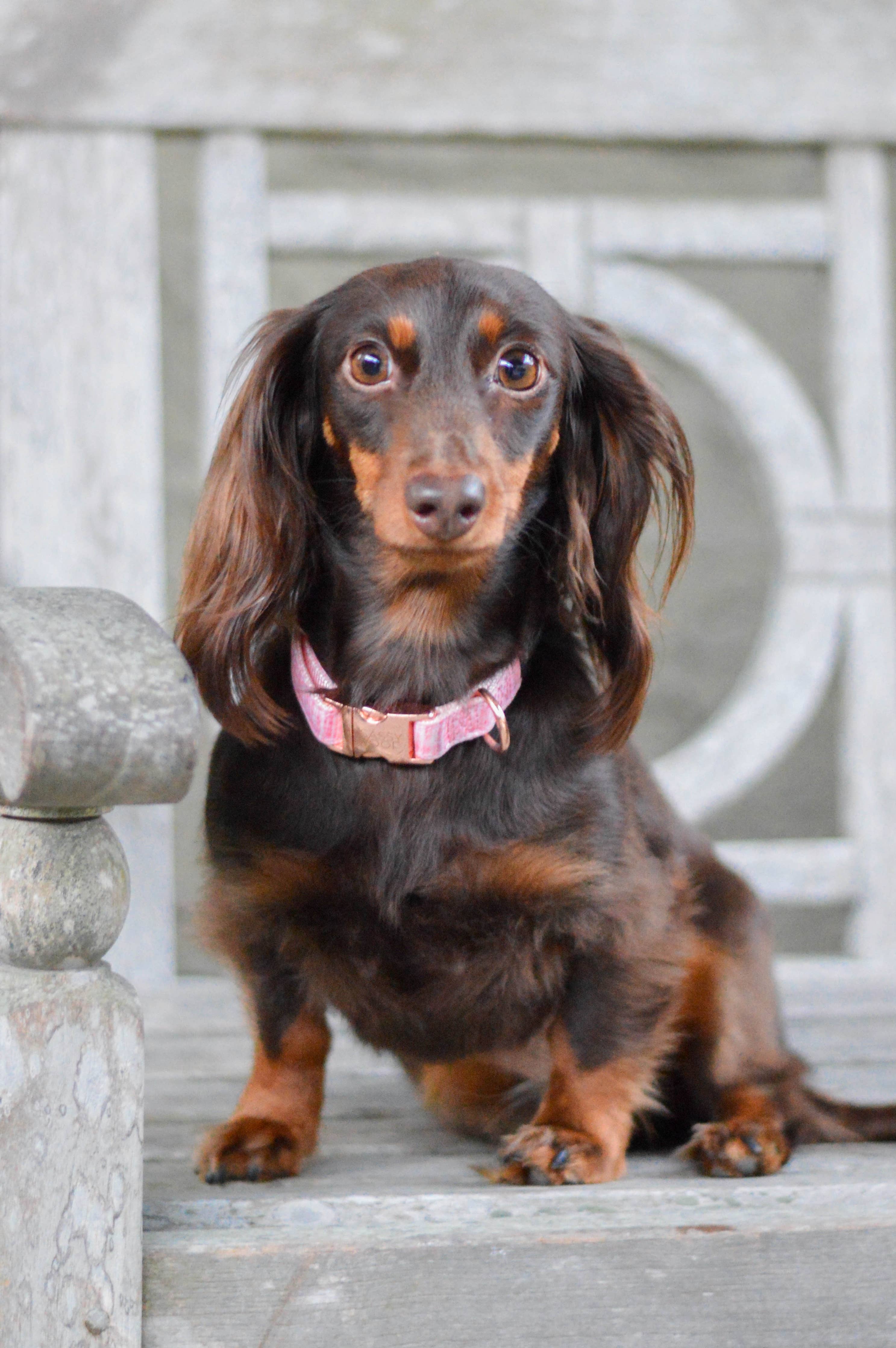 SASSY WOOF Dolce Rose Dog Collar