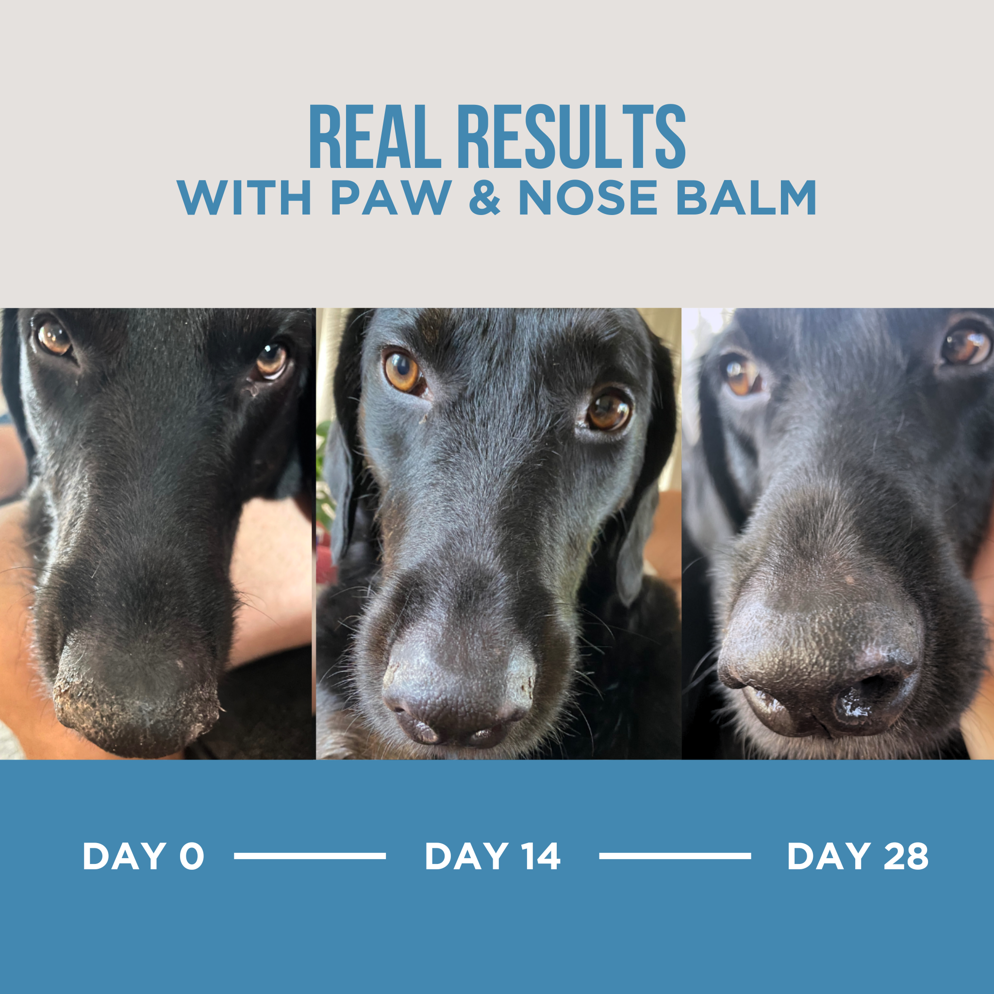 Natural Rapport The Only Paw & Nose Balm Dogs Need