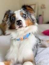 SASSY WOOF Blumond Dog Collar