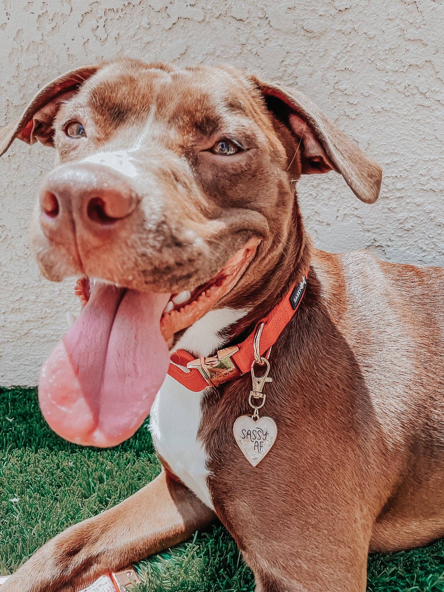 SASSY WOOF Merlot Dog Collar