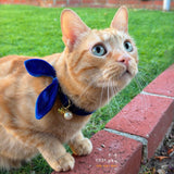 Made By Cleo - "Velvet - Sapphire Blue" - Luxe Blue Velvet Collar