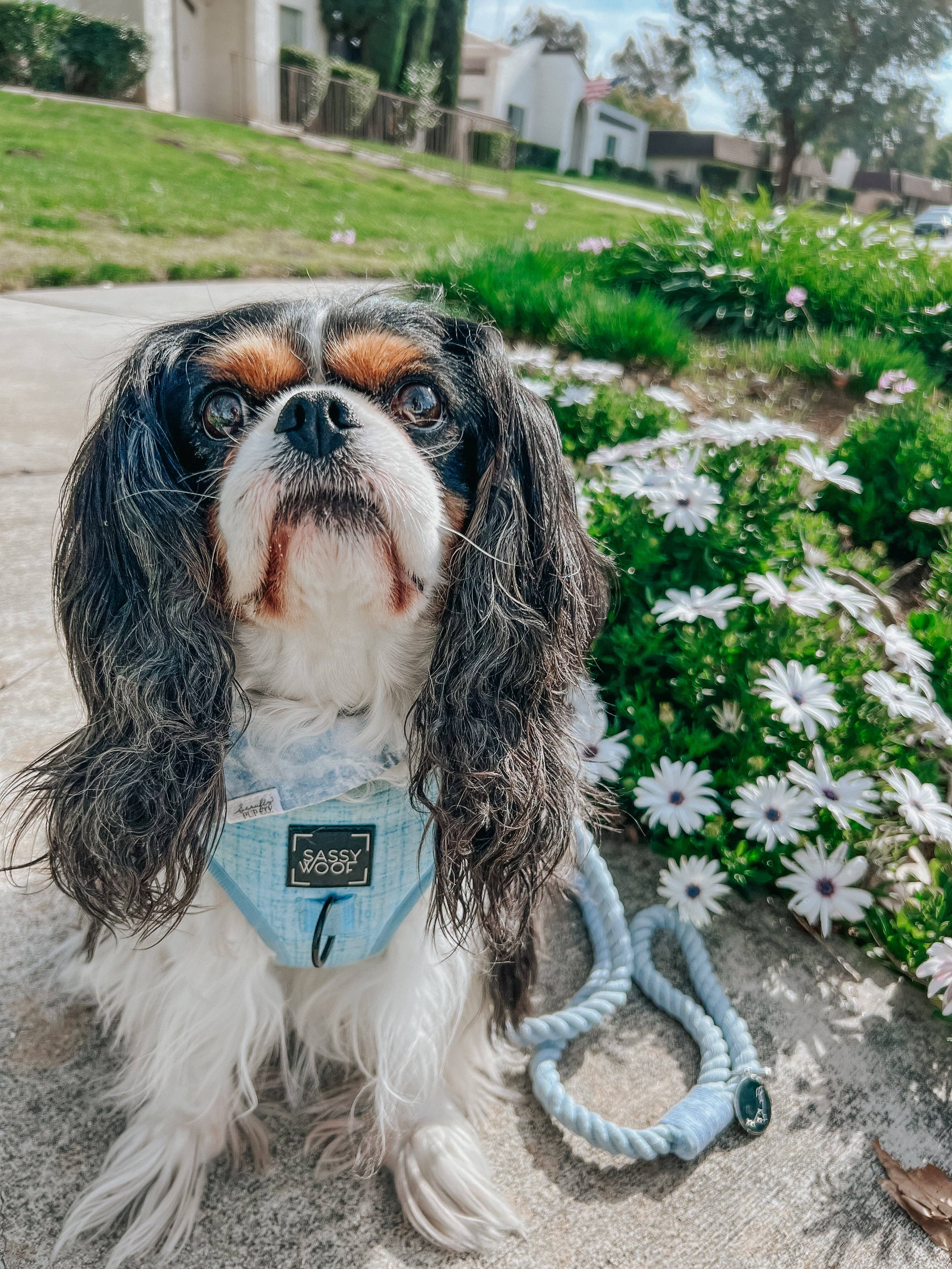 SASSY WOOF Blumond Dog Adjustable Harness