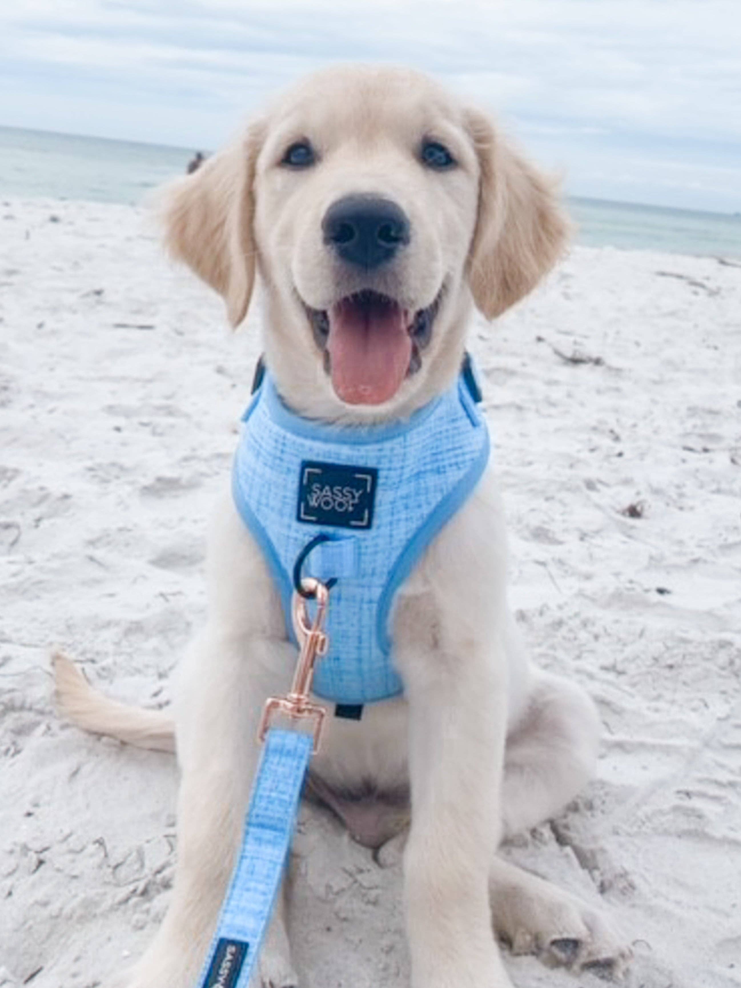 SASSY WOOF Blumond Dog Adjustable Harness