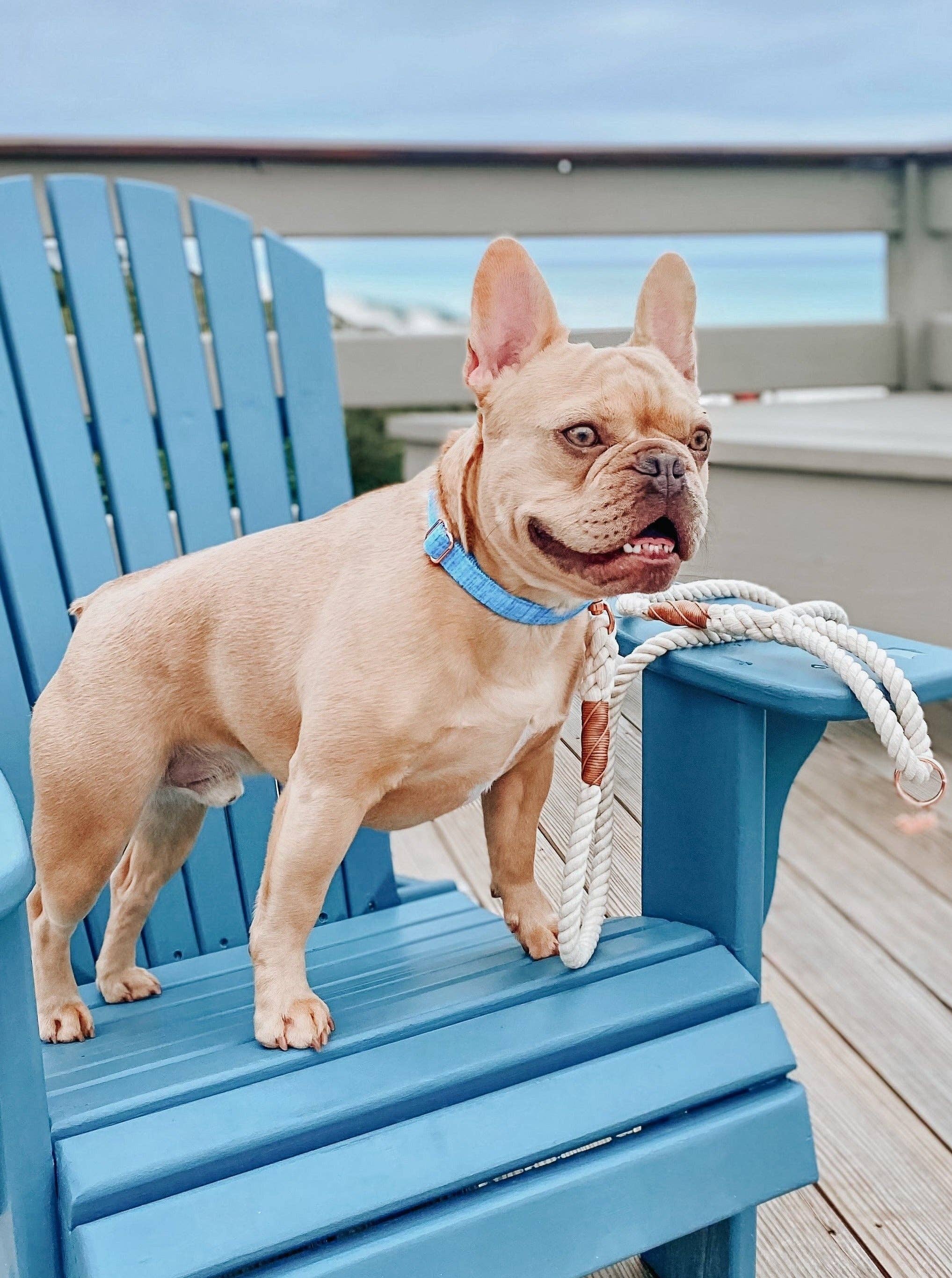 SASSY WOOF Blumond Dog Collar