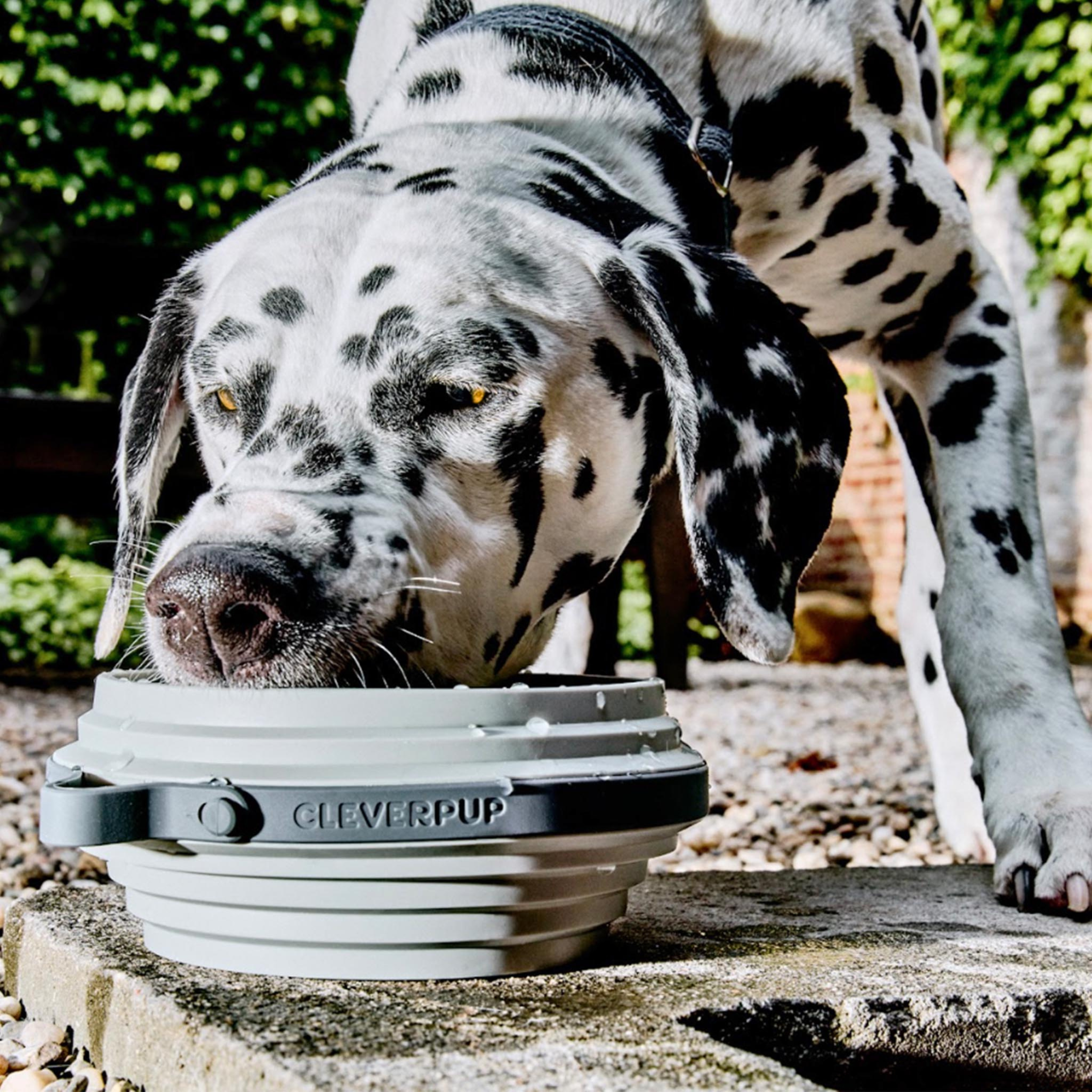 Cleverpup Nomad Collapsible Dog Bowl