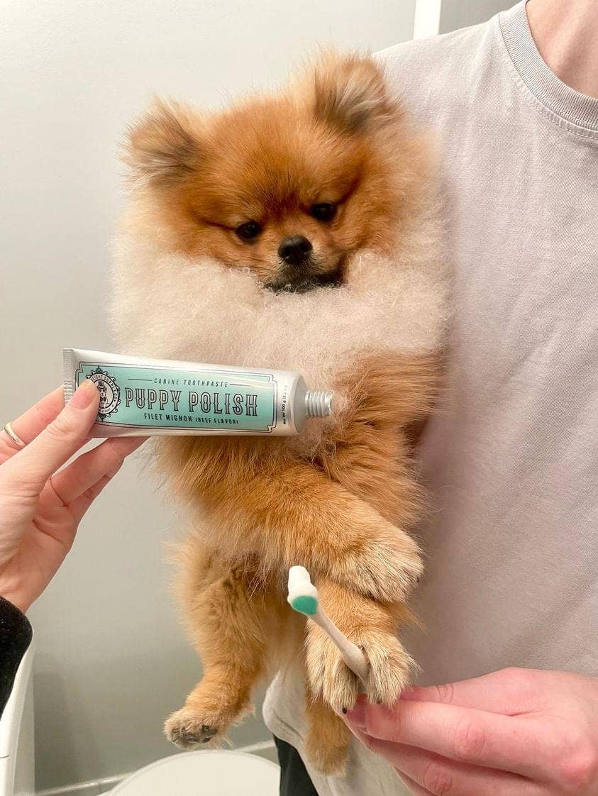 Wag & Bright Supply Co. Puppy Polish Toothpaste