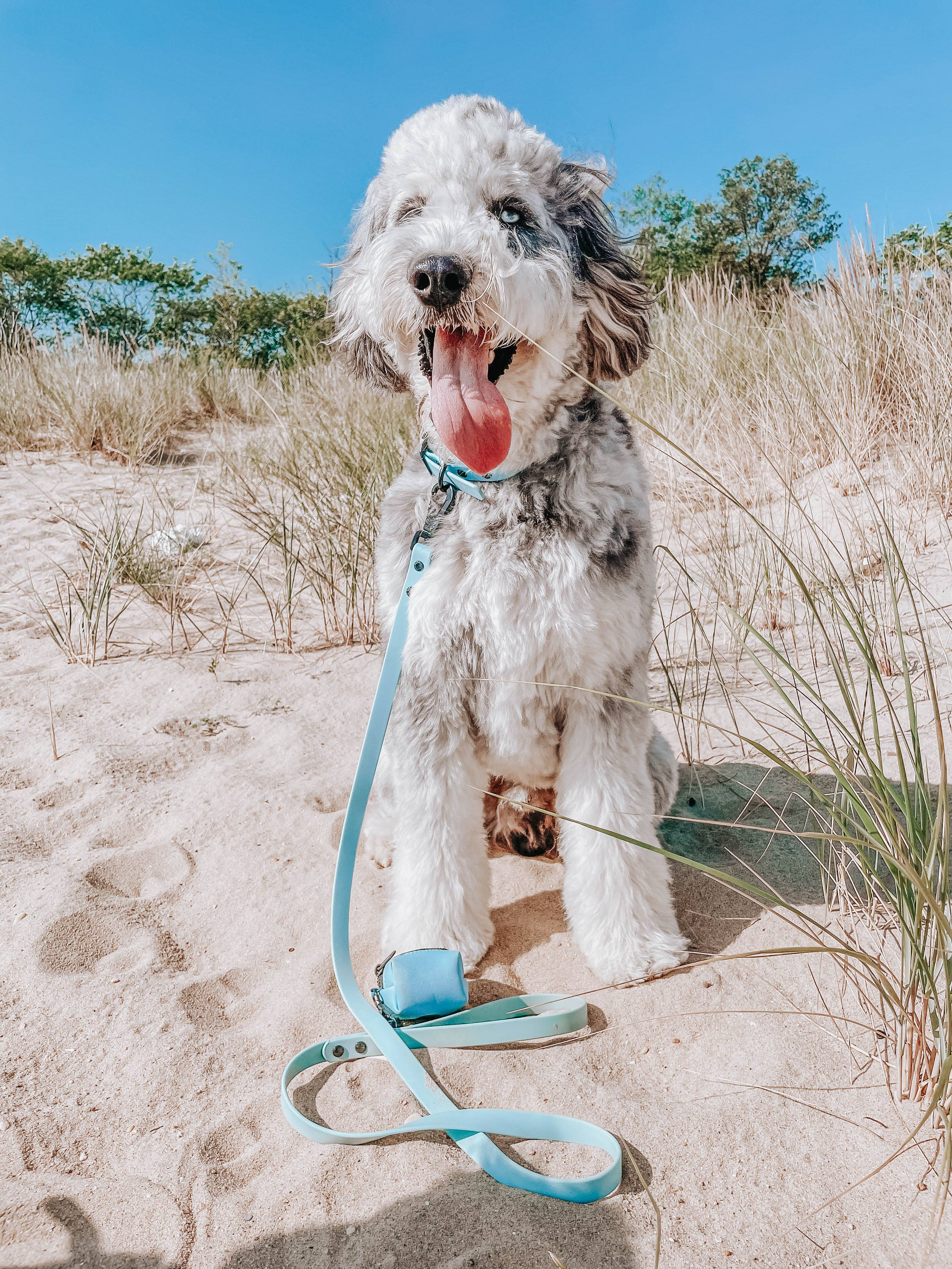 SASSY WOOF Blue Dog Waterproof Leash
