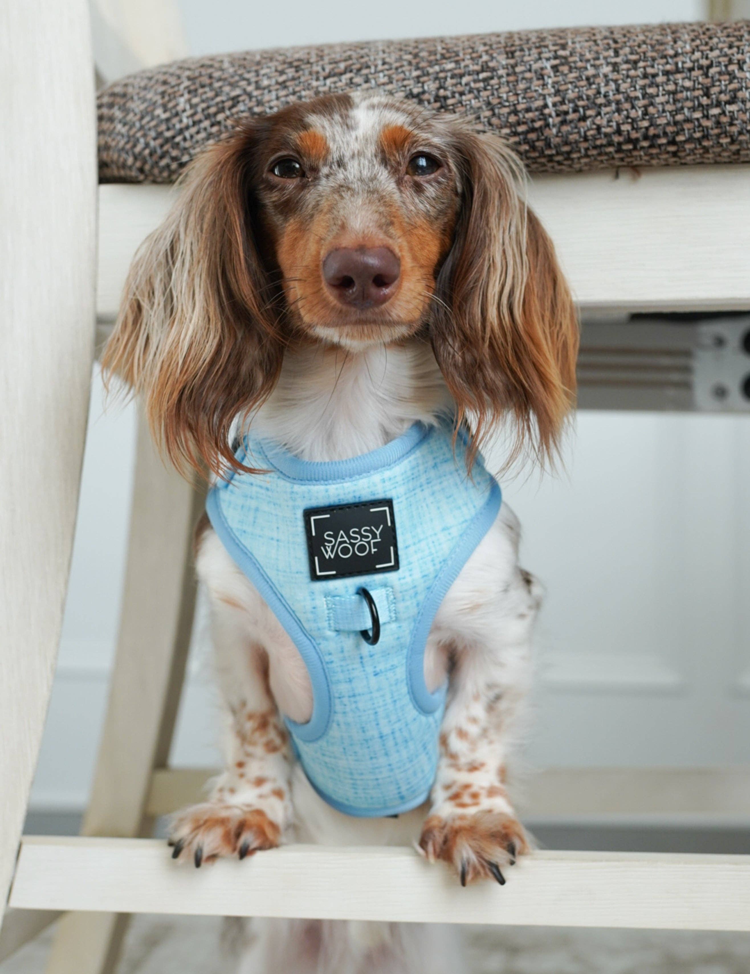 SASSY WOOF Blumond Dog Adjustable Harness