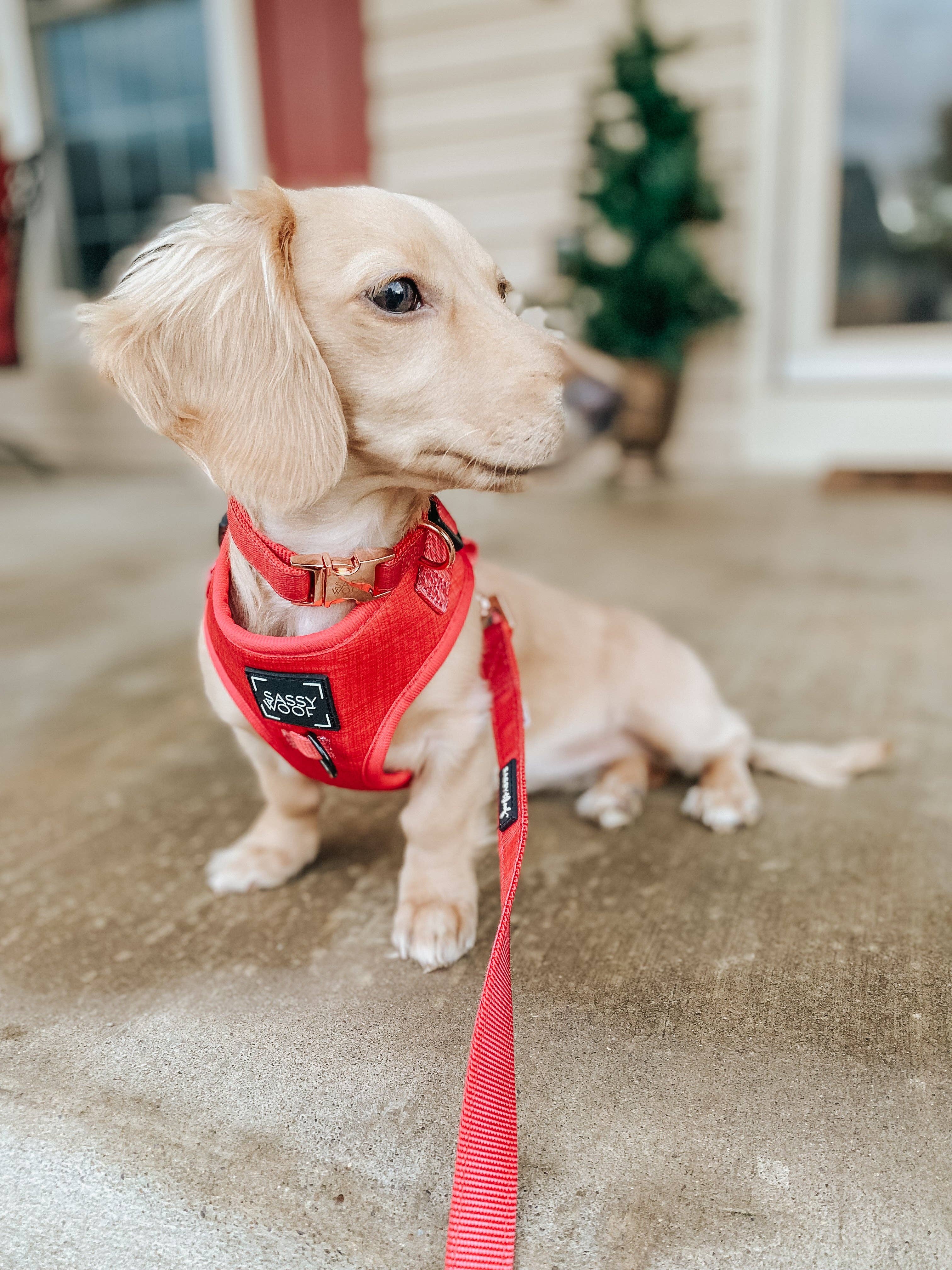 SASSY WOOF Merlot Dog Collar