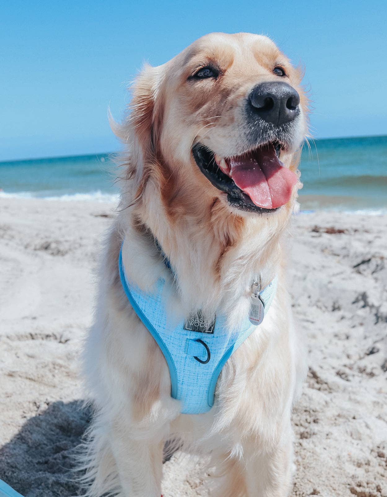 SASSY WOOF Blumond Dog Adjustable Harness