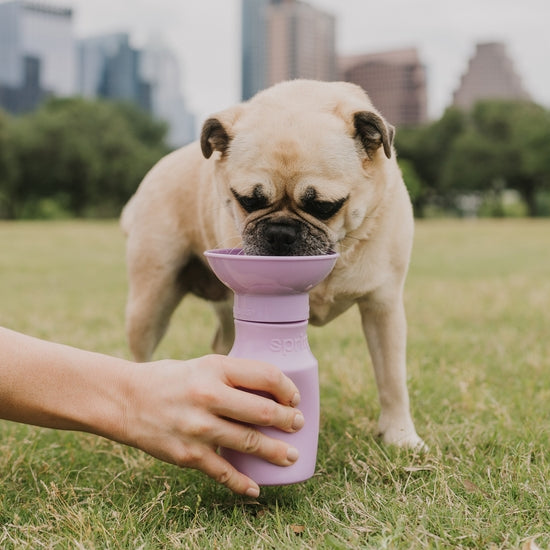 Springer Mini Travel Bottle - Paw Naturals