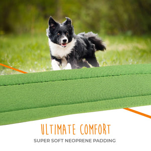 Mighty Paw Sport Collar 2.0 - Paw Naturals