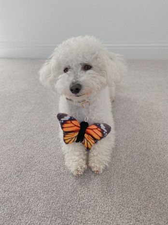 Tall Tails Butterfly with Squeaker Sensory Dog Toy - Paw Naturals
