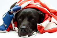 Easing Pet Anxiety The All Natural Way This 4th of July