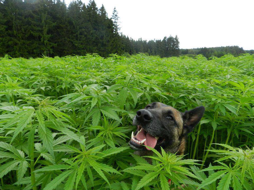 4/20 For Your 4-Legged Friend
