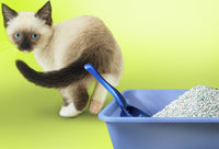 The Scoop on Natural Cat Litter