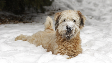 Winter Immunity Unlieashed