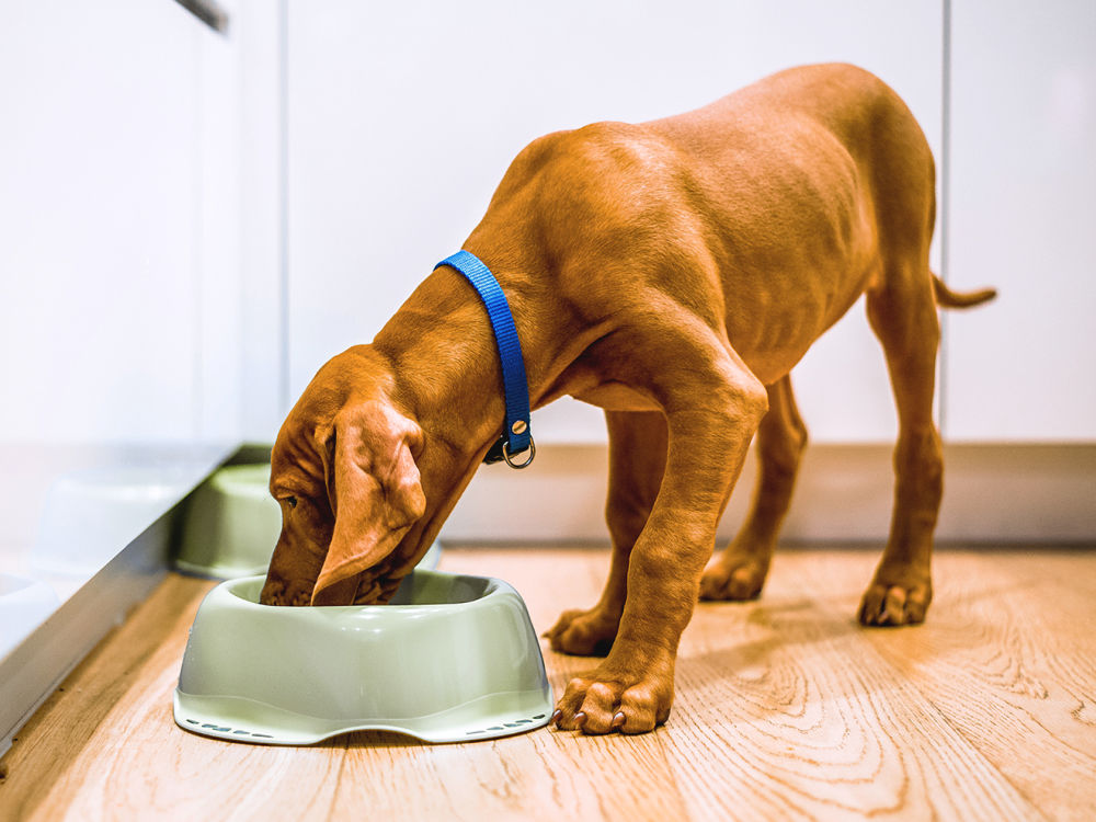Make the Switch this #RAWgust to a Raw Diet for Your Pet