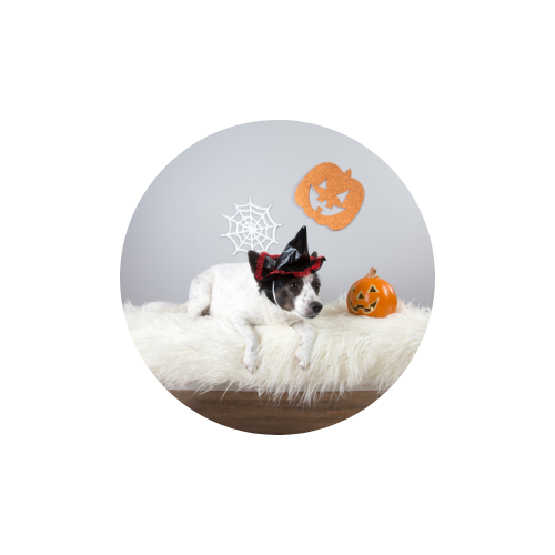 Halloween Fun with your Fur Buddy