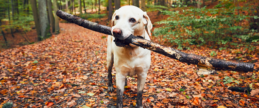 Fun Fall Activities with your Pooch