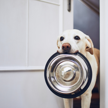 Benefits of Organ Meat for Dogs & Cats