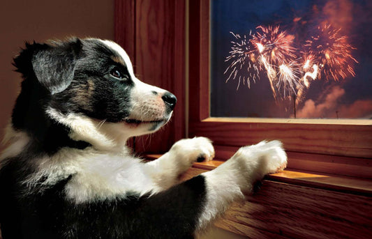 July 4th Pet Safety - Tips & Tricks to Beat Those Fireworks Fears