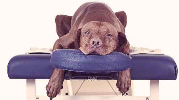 The Benefits of Acupuncture for Pets