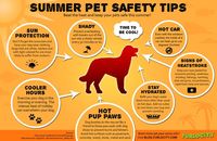 Summer Pet Safety Tips