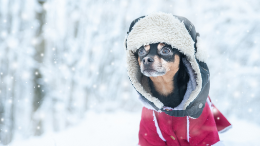 Unleash the Holiday Spirit Choosing the Perfect Outfit for Your Furry Friend