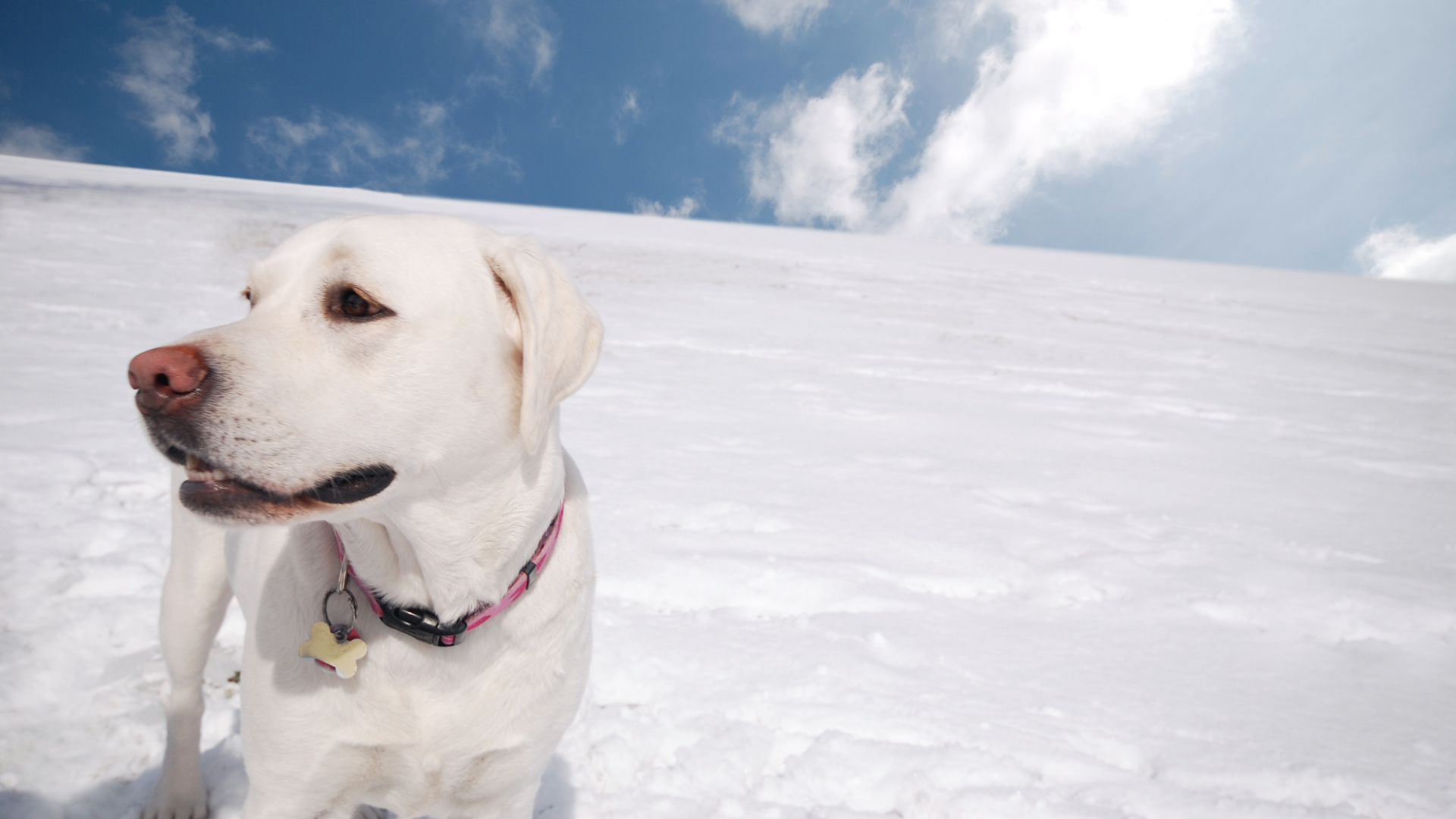 Cold Weather Fun for Pets