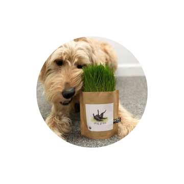 Small Business Spotlight: Potting Shed Creations Ltd.