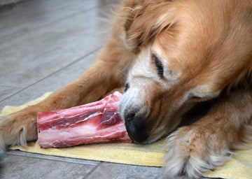 Give A Dog A Bone - The Benefits of Raw Meaty Bones