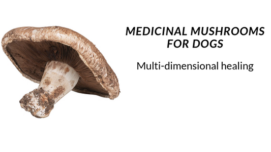 Medicinal Mushrooms For Dogs: Multi-Dimensional Healing