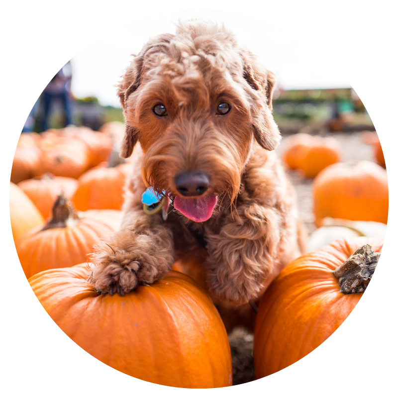 10 Reasons Pumpkin is great for your Pets