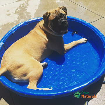 Beating the Heat: How to Keep Your Pets Cool in a Record-Breaking Summer