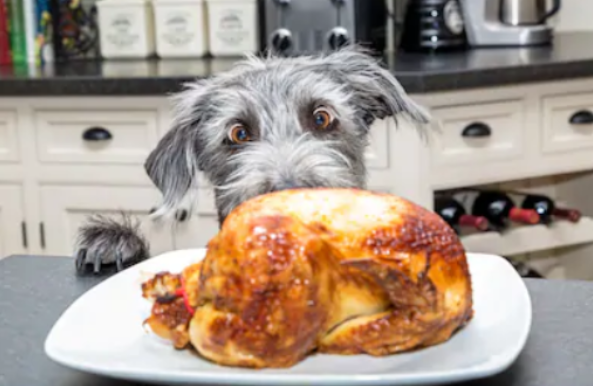 HOW TO HAVE A SAFE THANKSGIVING WITH YOUR PUP