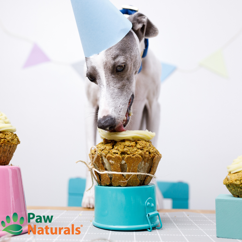 Safety tips for your pet at a birthday party.