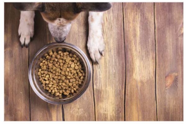 Beyond Kibble, what else is there?